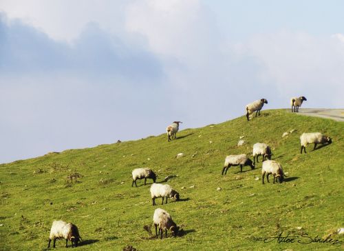 sheep pyrenees grass