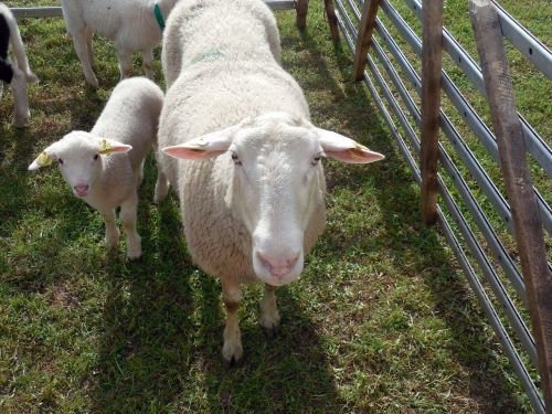 lamb sheep schäfchen