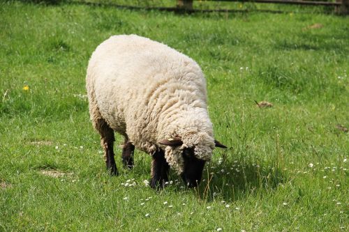 westphalian black head sheep spring meadow may
