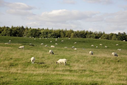 sheep grazing field