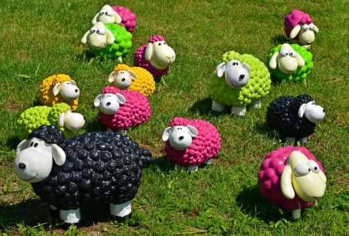 sheep black sheep funny