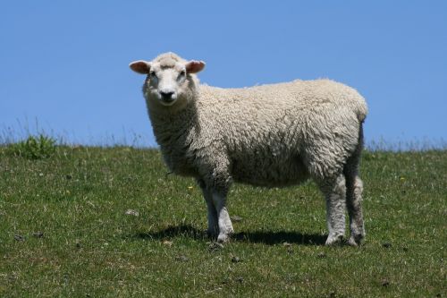 sheep blue sky green paddocks