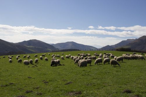 sheep basque country mountain