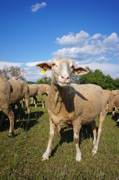 sheep pets four-legged