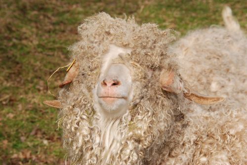 sheep wool curls