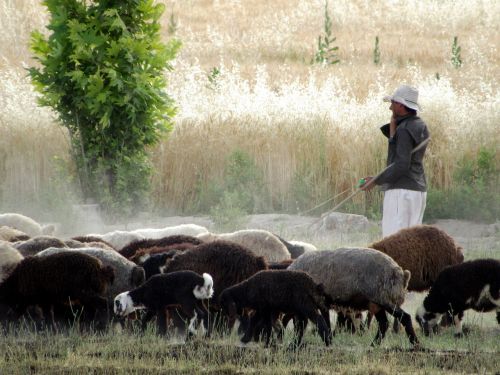 sheep plant human