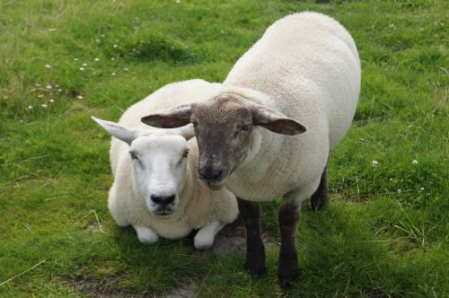 sheep animals lamb