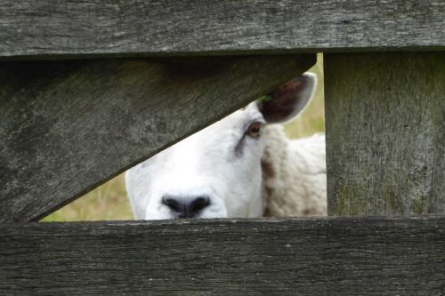 sheep peekaboo pasture