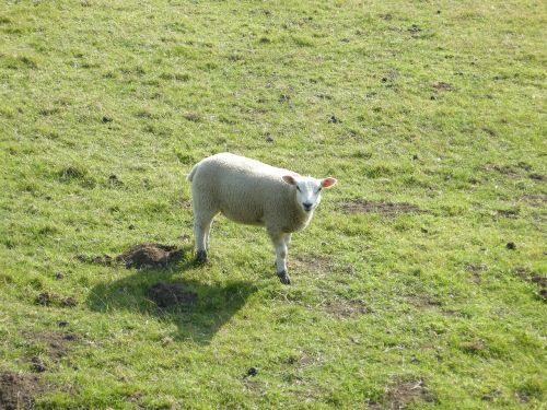 sheep eating wool