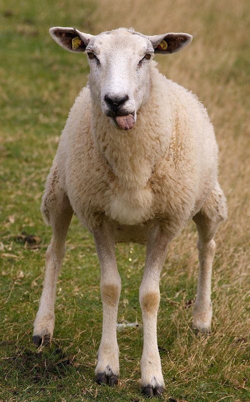 sheep animal wool