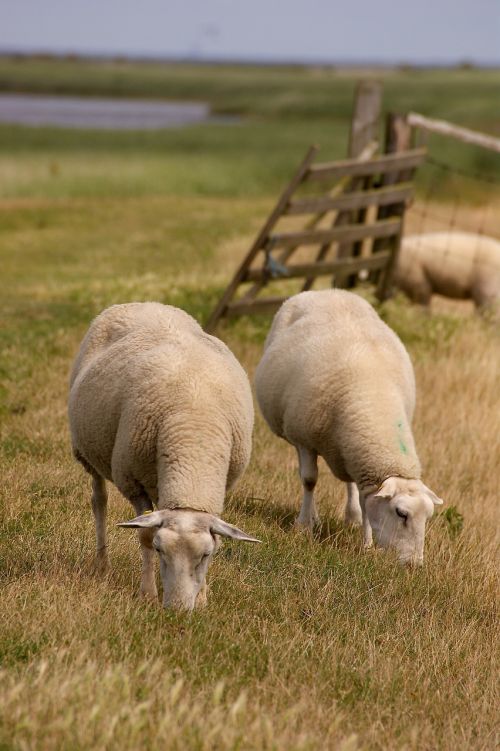 sheep animal wool