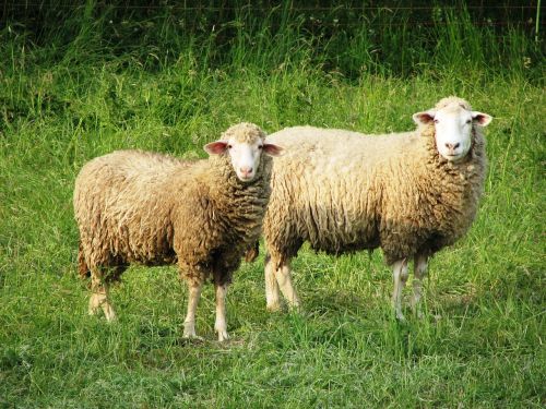 sheep wool pasture