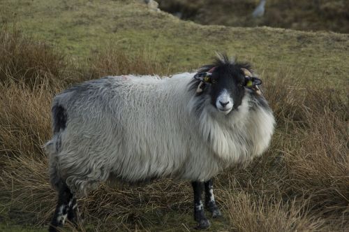 sheep outdoors nature