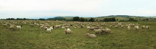 sheep goats flock