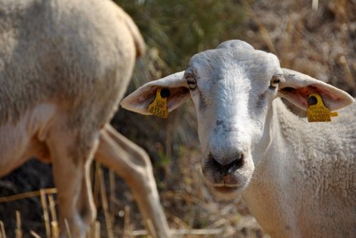 sheep goat nature