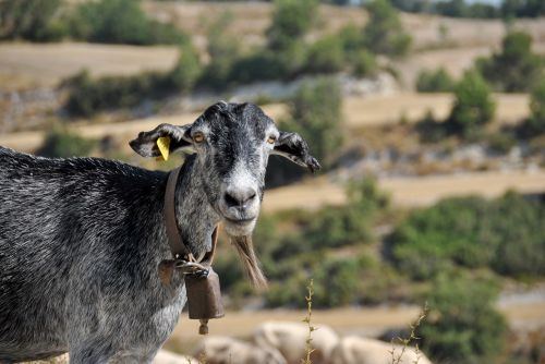 sheep goat nature