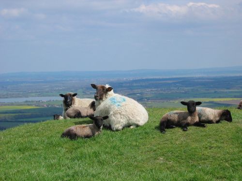 sheep lambs spring