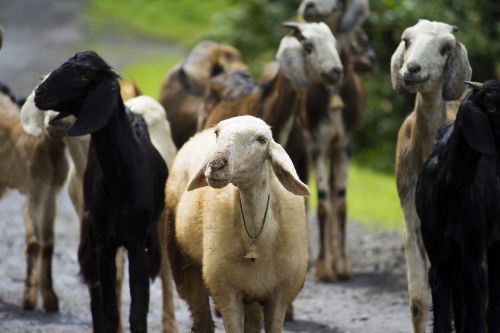 sheep cattle farm