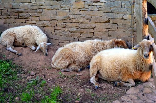 sheep wool shearing sheep