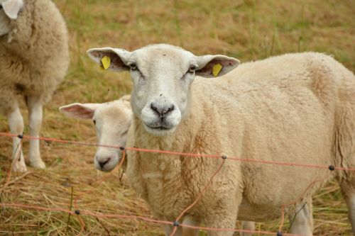 sheep pasture livestock