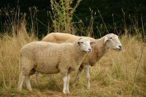 sheep pasture livestock