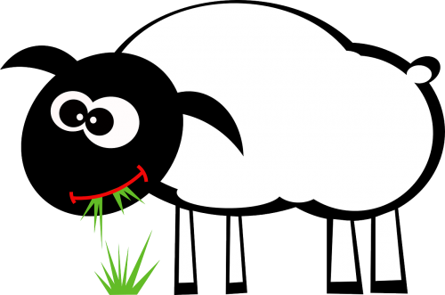 sheep eat grass