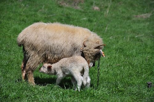 sheep small sheep animal