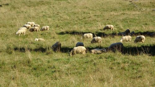 sheep animal pasture land
