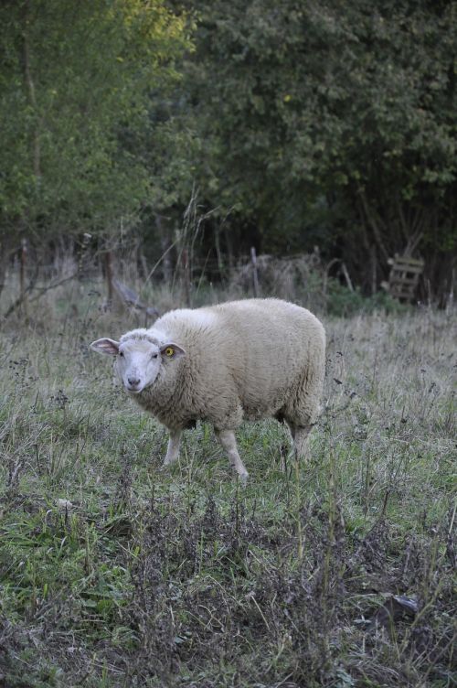 sheep nature animal