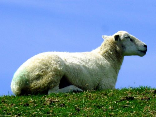 sheep female animal