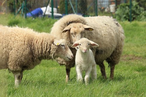 sheep lamb meadow