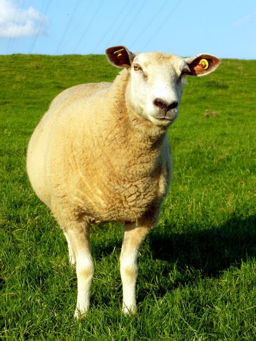 sheep livestock animal