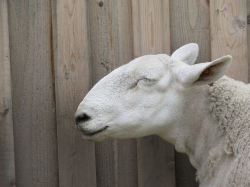 sheep ovis aries animal