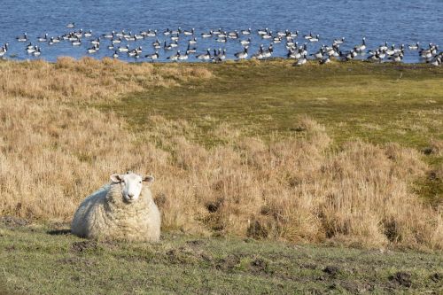 sheep meadow pasture