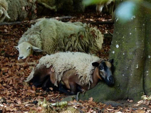 sheep concerns sleep