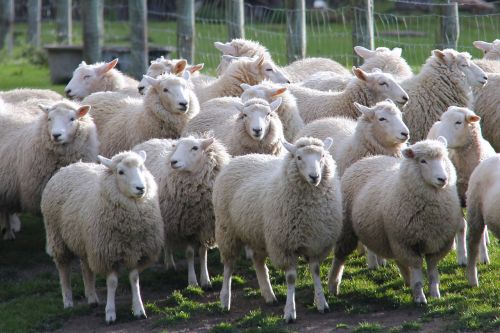 sheep lamb walter peak farm