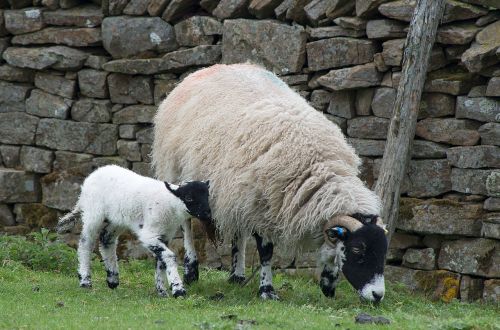 sheep lamb dalesbred