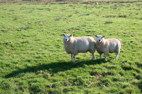 sheep meadow green grass