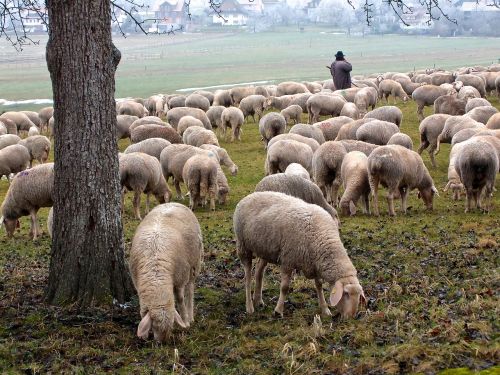 sheep schäfer flock