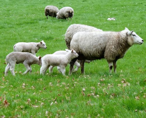 sheep pasture spring