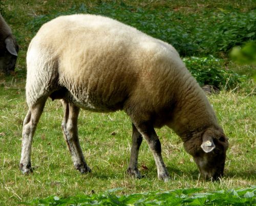 sheep graze wool