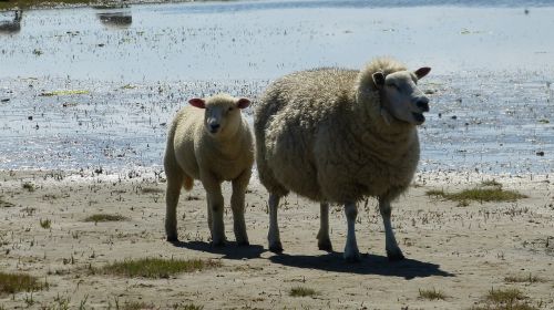 sheep lamb wool
