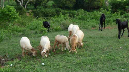 sheep goats grazing