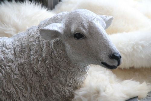 sheep fur wool