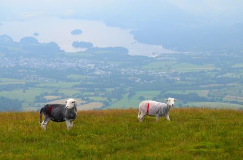 sheep grazing views