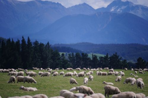 sheep new zealand farm