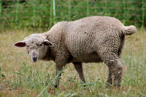 sheep lamb pasture