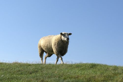 sheep deichschaf dike