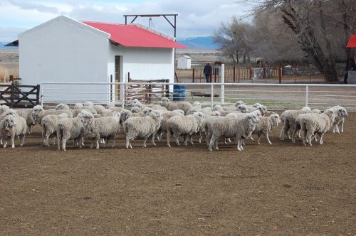 sheep field patagonia