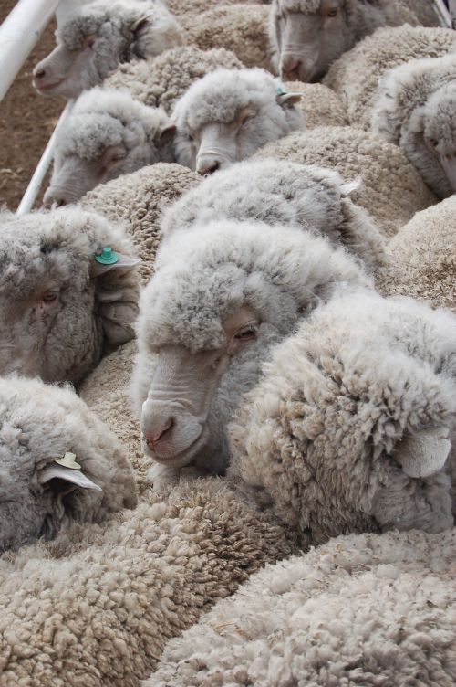 sheep fields patagonia